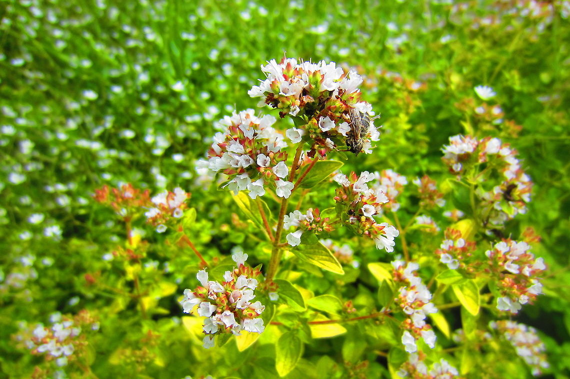 Oregano  Oregano,Origanum vulgare