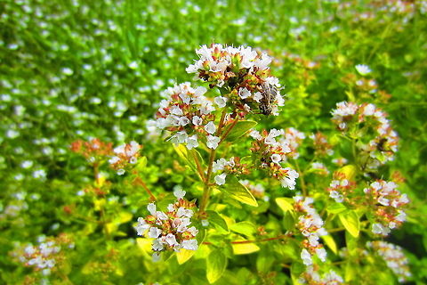 Oregano  Oregano,Origanum vulgare