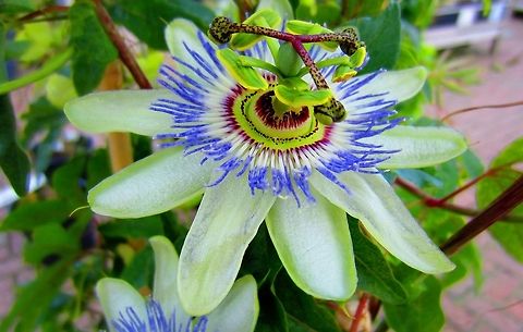 Exotic Passion Flower  Passiflora caerulea