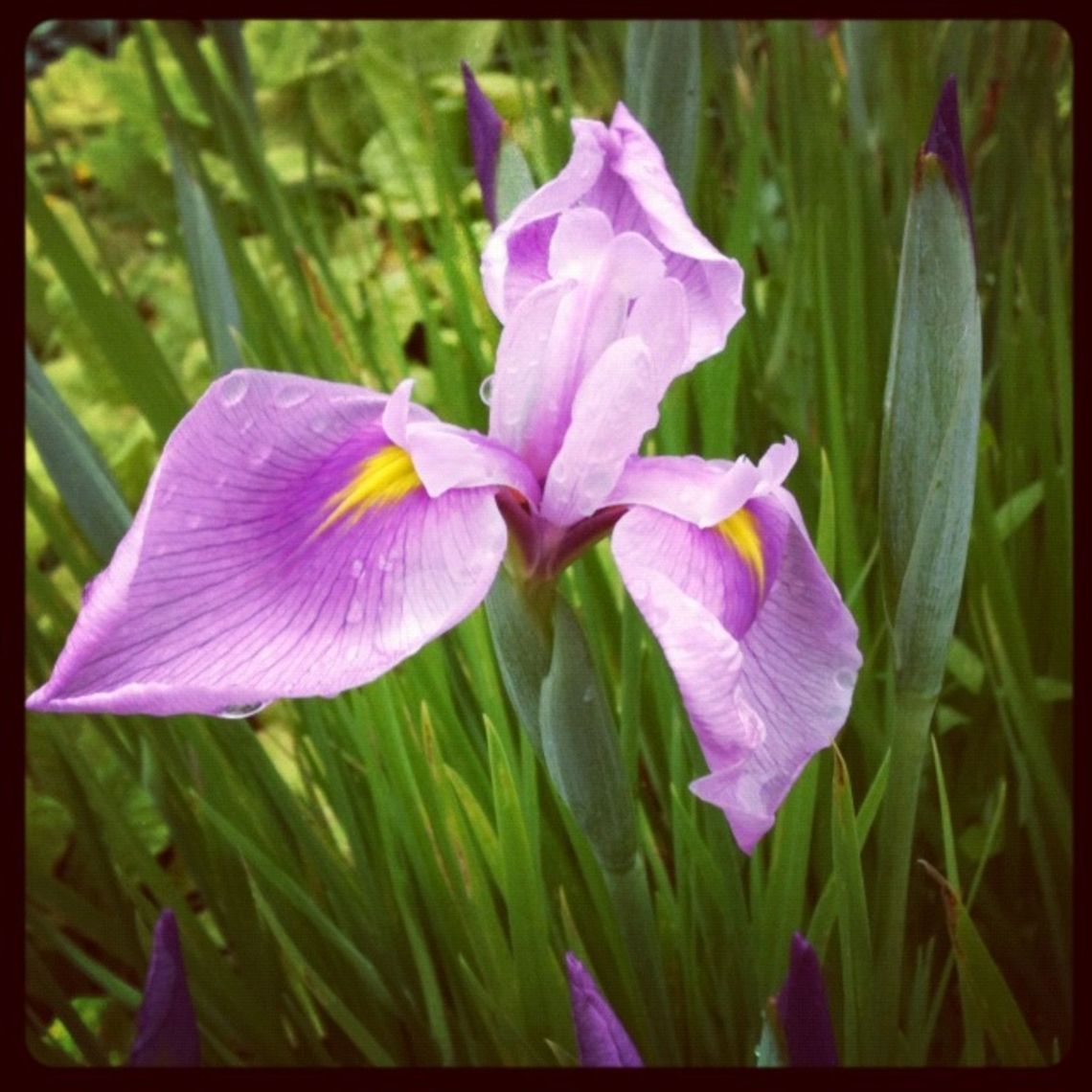 Iris  Iris ensata,Japanese iris