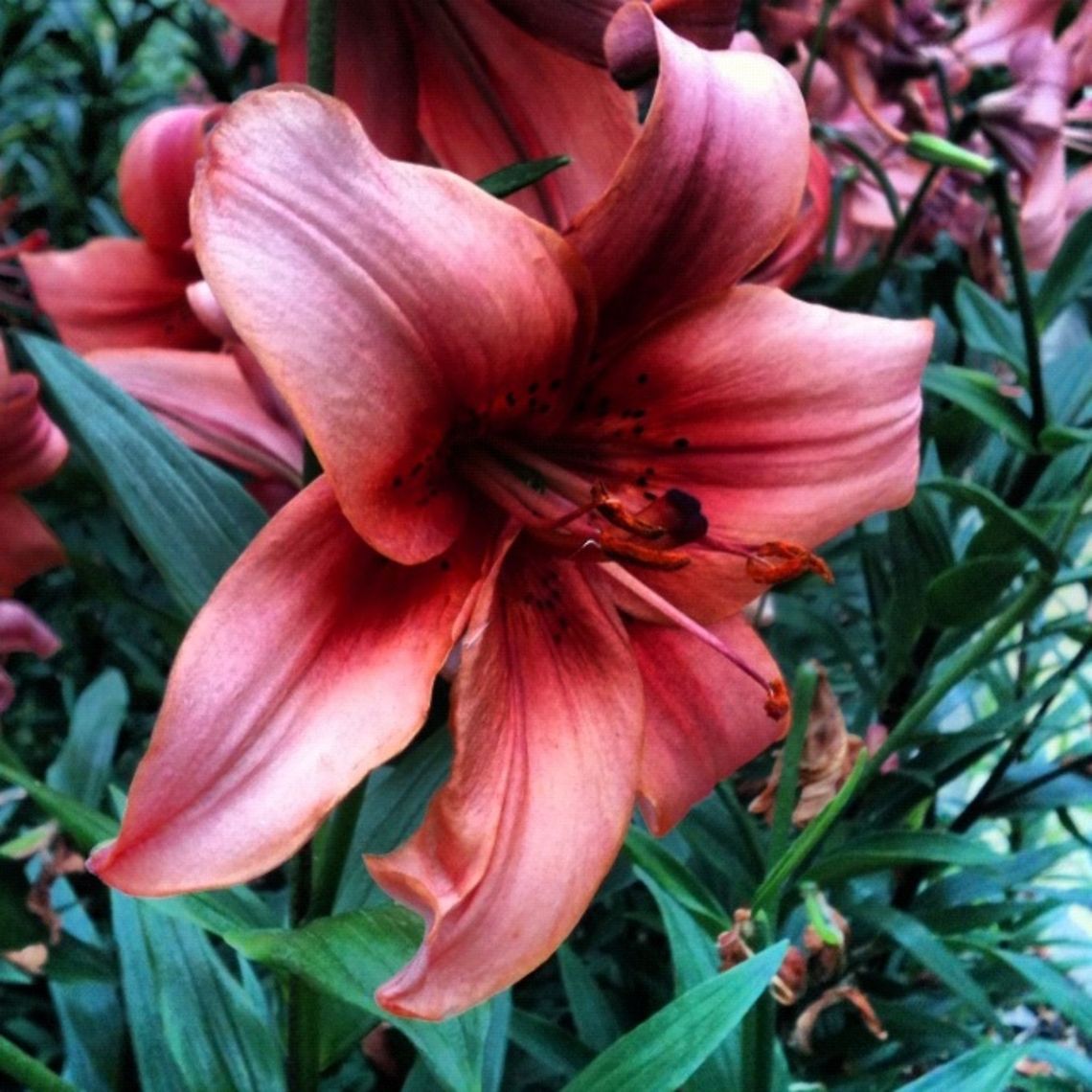 Lily  Lily