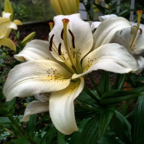 White Lily  Lilium