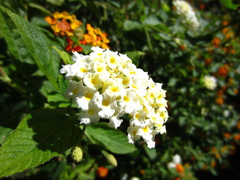 White and Yellow Flowers Pretty and danty white and yellow flowers bunched together Lantana camara,Spanish Flag