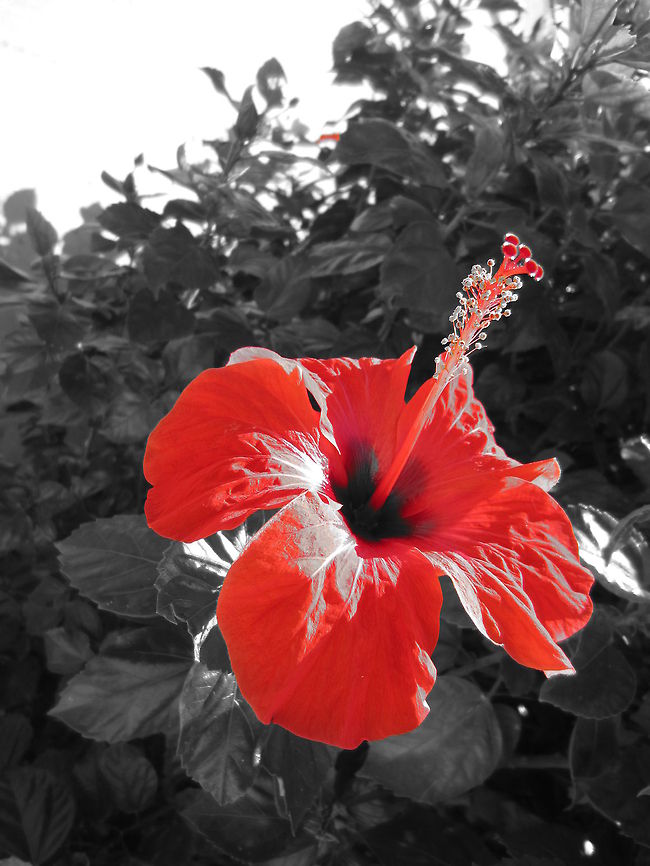 Red Flower Red colour accent flower Chinese hibiscus,Hibiscus rosa-sinensis