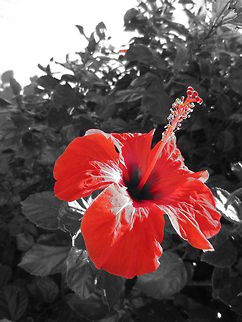 Red Flower Red colour accent flower Chinese hibiscus,Hibiscus rosa-sinensis