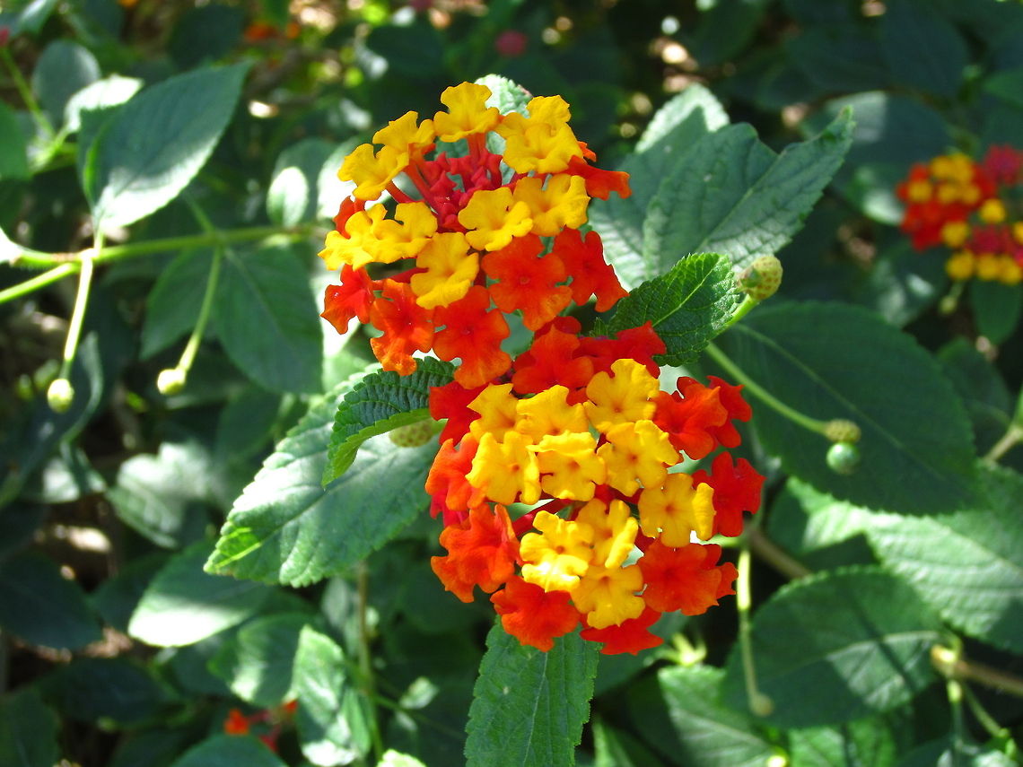 Red and Yellow Flowers Pretty red and yellow tiny flowers bunched together Lantana camara,Spanish Flag