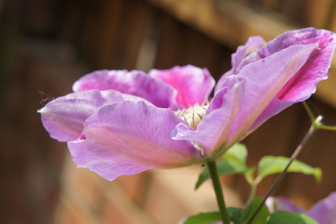 Summer Clematis