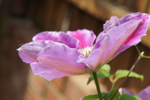Summer Clematis