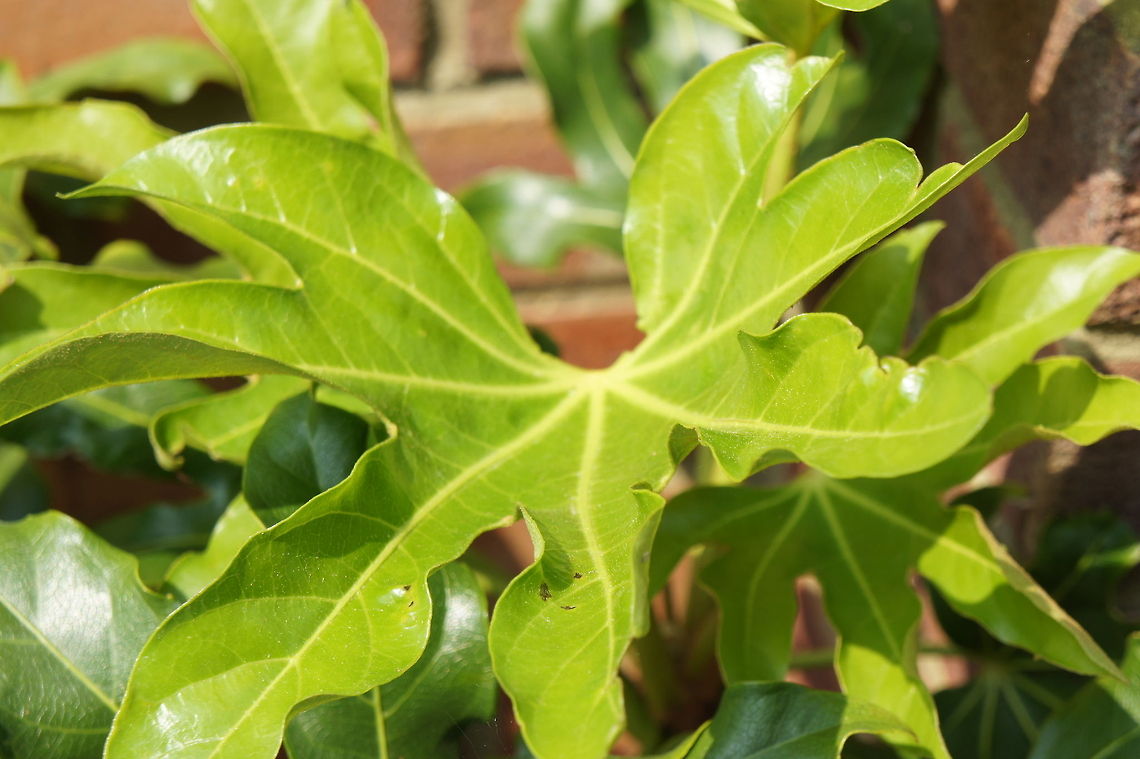 Fatsia Japonica  Fatsia japonica