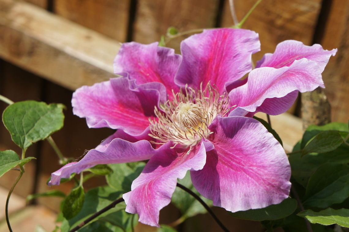 Summer Clematis