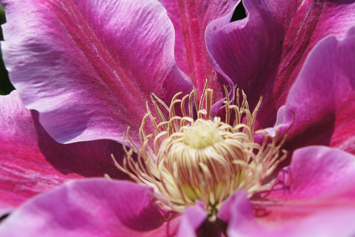 Summer Clematis