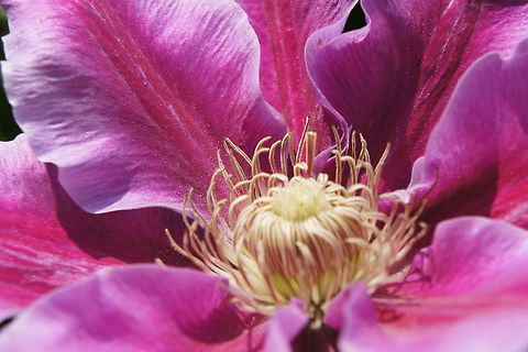 Summer Clematis
