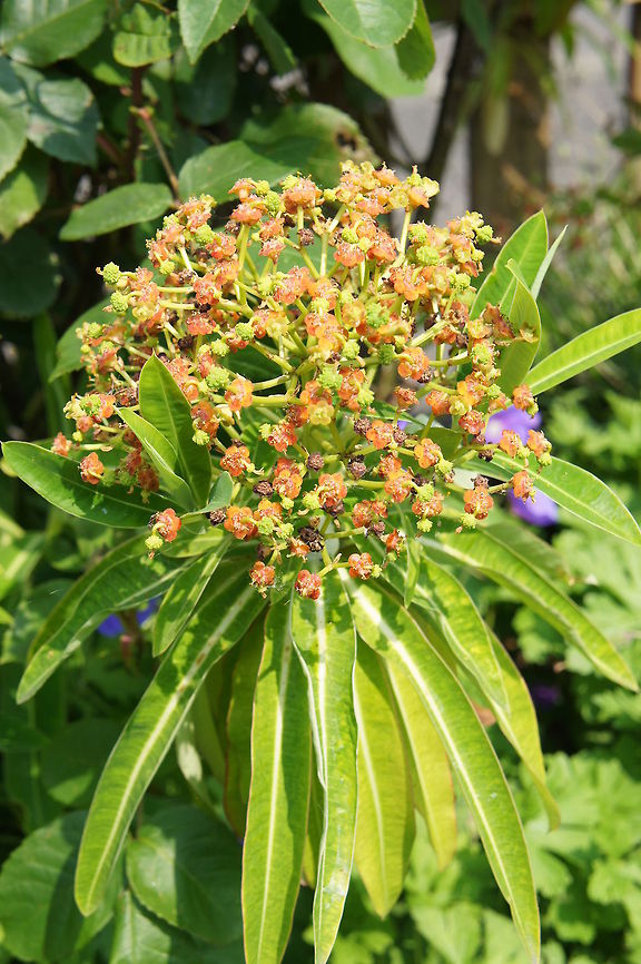 Euphorbia  Euphorbia mellifera