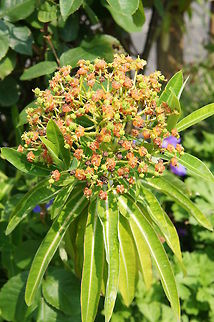Euphorbia  Euphorbia mellifera