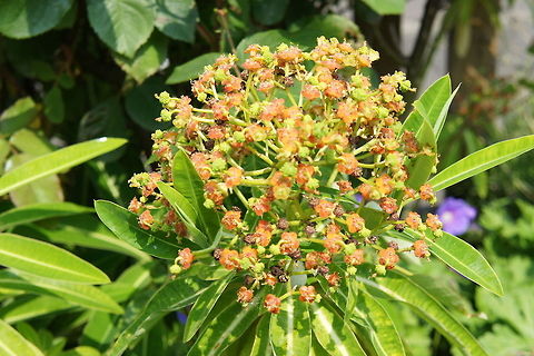 Euphorbia