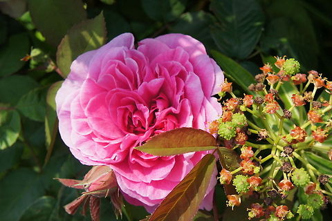 Pink Rose