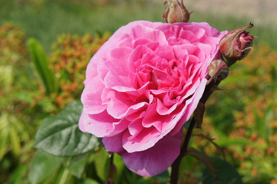 Rose