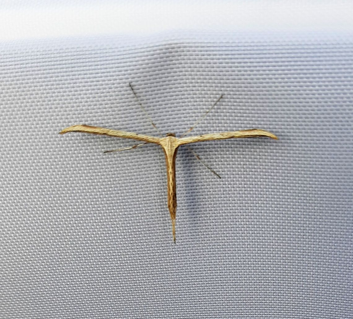 Morning-glory plume moth The sole occupant from the first outing of my moth trap Emmelina monodactyla,Geotagged,Morning glory plume moth,Spring,United Kingdom