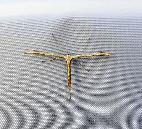 Morning glory plume moth