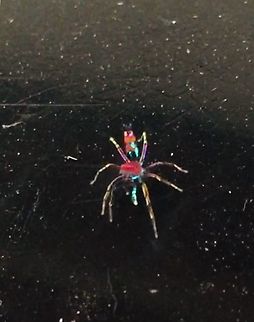 Chrysilla Volupe  Chrysilla volupe