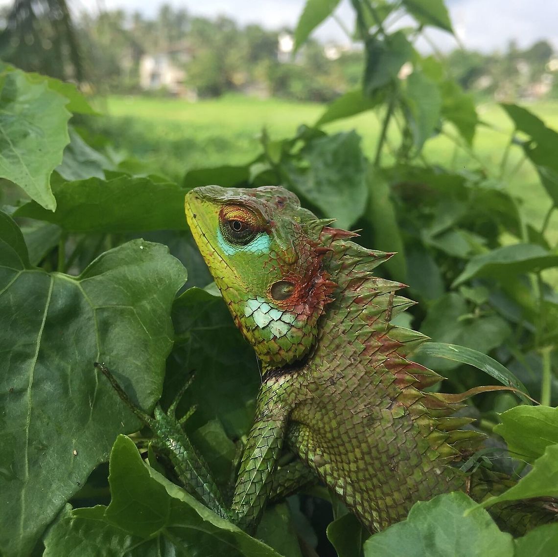 Green forest lizard. Calotes calotes  Calotes calotes,Common Green Forest Lizard,Geotagged,Sri Lanka