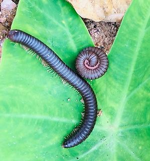 Giant Millipede Sri Lanka  Geotagged,Spirostreptus centrurus,Spring,Sri Lanka,Sri Lankan Giant Millipede