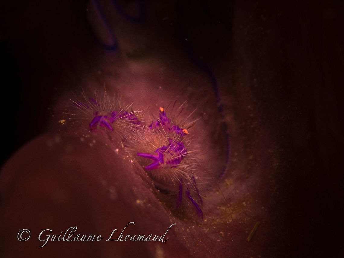 Lauriea siagiani defending its barrel sponge in Carabao island, Philippines These cute little fellas known as hairy squat lobster - Lauriea siagiani - live in barrel sponge that you will find on every healthy tropical reef. Look carefully on the wall outside and chances are you will find one of them. Carabao,Fall,Geotagged,Hairy squat lobster,Lauriea siagiani,Lobster,Philippines,crustacean,dive,diving,macro,plongée,romblon