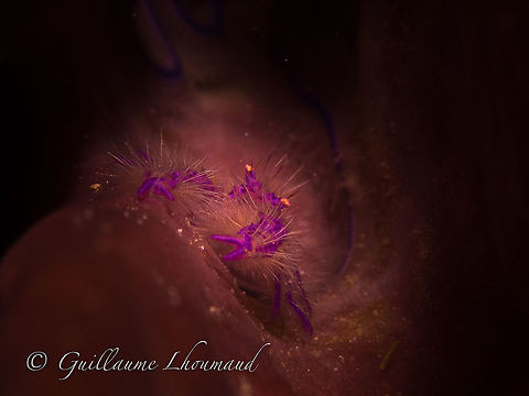 Lauriea siagiani defending its barrel sponge in Carabao island, Philippines These cute little fellas known as hairy squat lobster - Lauriea siagiani - live in barrel sponge that you will find on every healthy tropical reef. Look carefully on the wall outside and chances are you will find one of them. Carabao,Fall,Geotagged,Hairy squat lobster,Lauriea siagiani,Lobster,Philippines,crustacean,dive,diving,macro,plongée,romblon