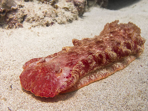 Spanish dancer - hexabranchus sanguineus in Carabao island, Philippines This huge nudibranch is commonly called "spanish dancer" after its color and the way it moves in the water when it wants to swin, it looks like it is dancing with this beautiful red dress. Carabao,Geotagged,Hexabranchus sanguineus,Philippines,Spanish dancer,Spring,carabao,dive,diving,macro,nudibranch,red,romblon,underwater
