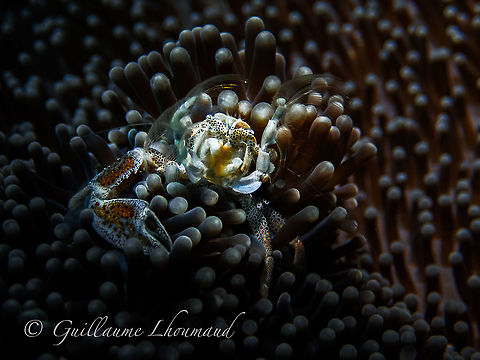 Anemone porcelain crab - Neopetrolisthes maculatus in Carabao island, Philippines On this photo we can see the porcelain crab feeding by filtering the water. It was not easy to capture this exact precise moment, as it not often that we can observe them feeding. Carabao,Geotagged,Neopetrolisthes maculatus,Philippines,anemone,carabao,crab,crustacean,dive,diving,macro,plongée,underwater