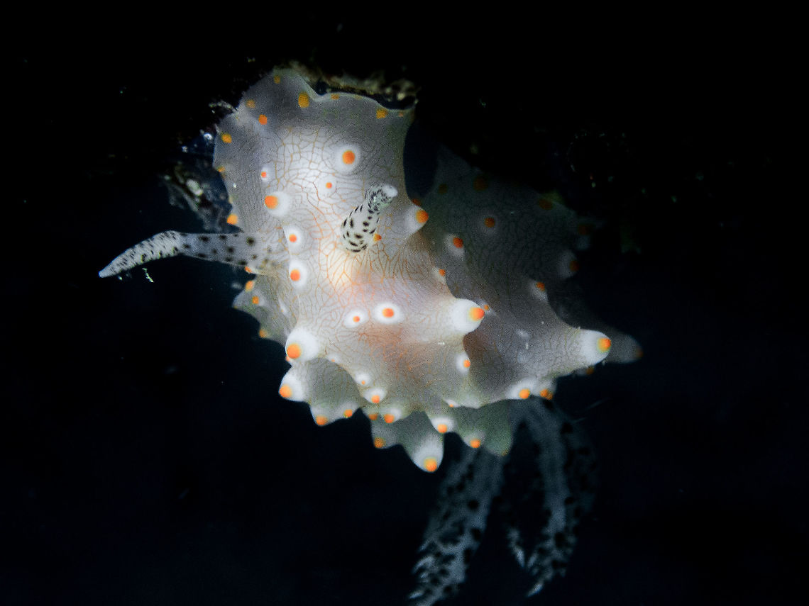 Halgerda Batangas Dorid nudibranch, Carabao island. Batangas Halgerda,Carabao,Geotagged,Halgerda batangas,Philippines,Spring,dive,diving,macro,nudibranch,underwater