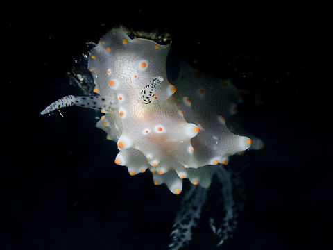 Halgerda Batangas Dorid nudibranch, Carabao island. Batangas Halgerda,Carabao,Geotagged,Halgerda batangas,Philippines,Spring,dive,diving,macro,nudibranch,underwater
