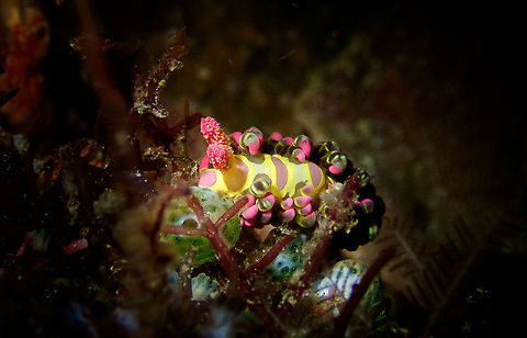 Limenandra_barnosii Limenandra barnosii is a very rare nudibranch that can be seen only on night dive. Carabao,Geotagged,Limenandra barnosii,Philippines,Romblon,nudibranch,sea slug