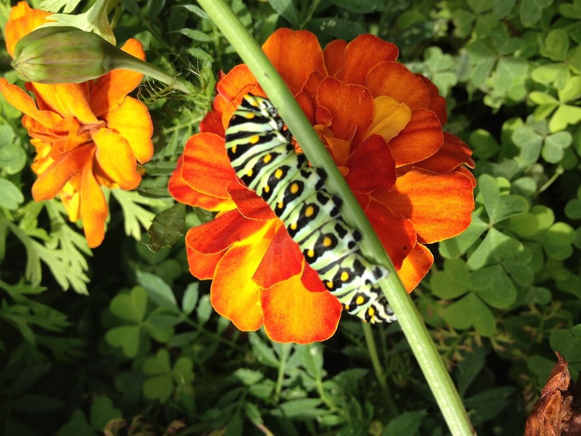 Swallowtail Swallowtail caterpillar who&#039;s voracious appetite desimated my carrot tops. Black Swallowtail,Papilio polyxenes
