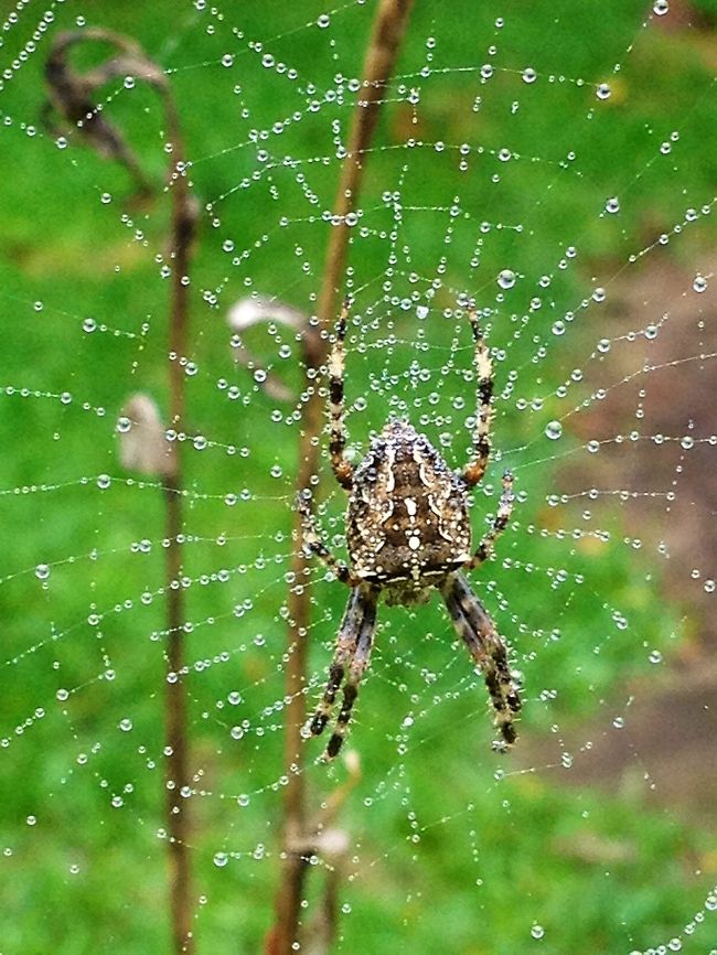 Cross spider  Araneus diadematus,European garden spider,Spiders
