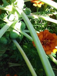 Brussels Almost ready for harvest. Brassica oleracea