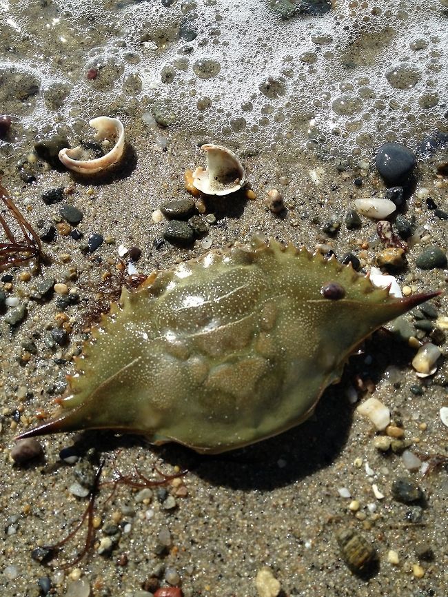 Slipper limpet on a blue crab Crepidula fornicata attached to Callinectes sapidus at Barrington Beach in Rhode Island. Common slipper shell,Crab,Crepidula fornicata,Limpet,Shell
