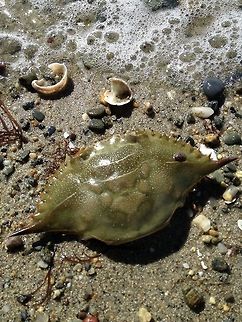 Slipper limpet on a blue crab Crepidula fornicata attached to Callinectes sapidus at Barrington Beach in Rhode Island. Common slipper shell,Crab,Crepidula fornicata,Limpet,Shell