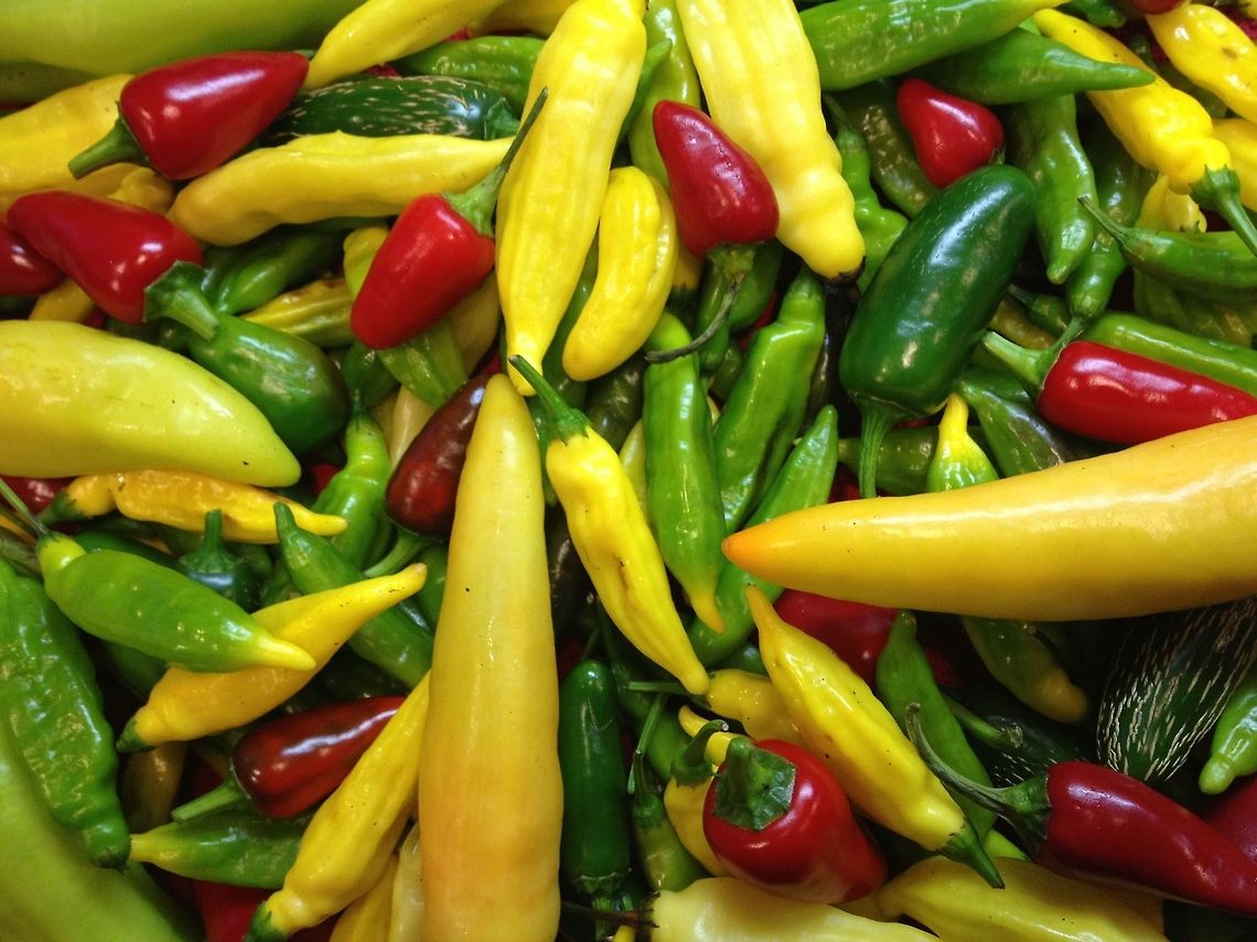 Hot peppers Harvested from my garden before predicted frost.  Capsicum frutescens,Pepper