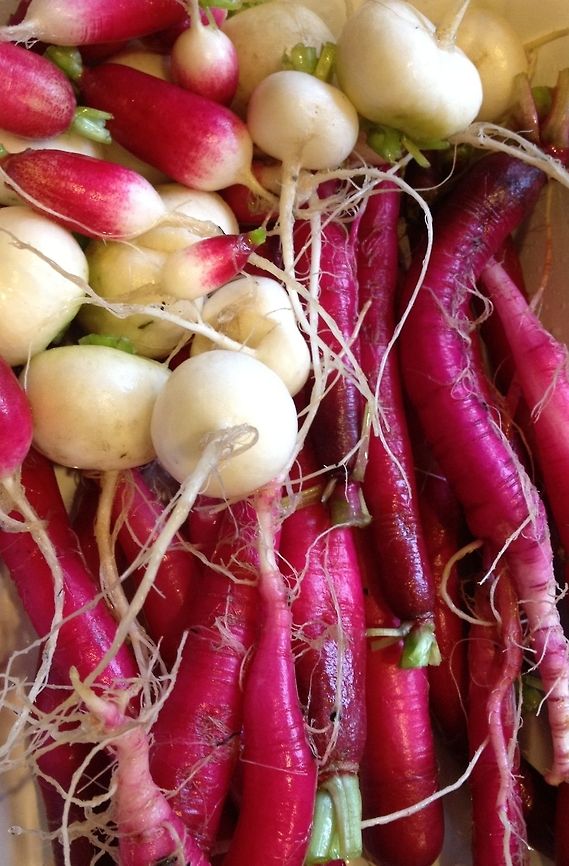 Radishes! Hailstone, French Breakfast and Cincinnati Scarlet radishes from my spring garden. Radish,Raphanus sativus