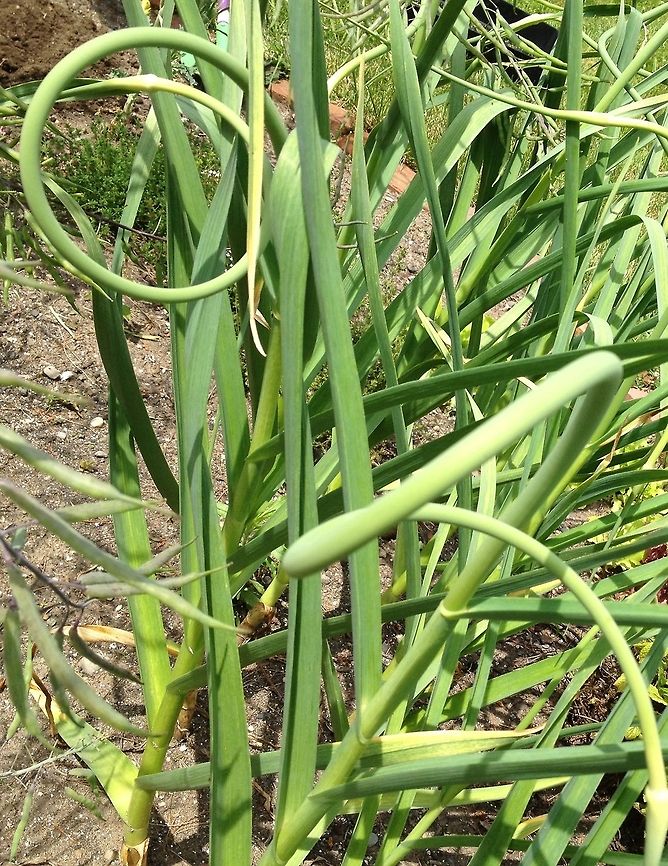 Garlic scapes Delicious garlic scapes from my garden. Garlic