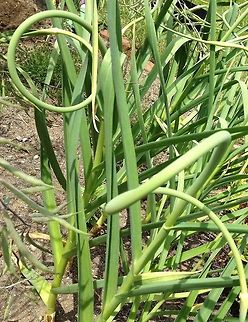 Garlic scapes Delicious garlic scapes from my garden. Garlic