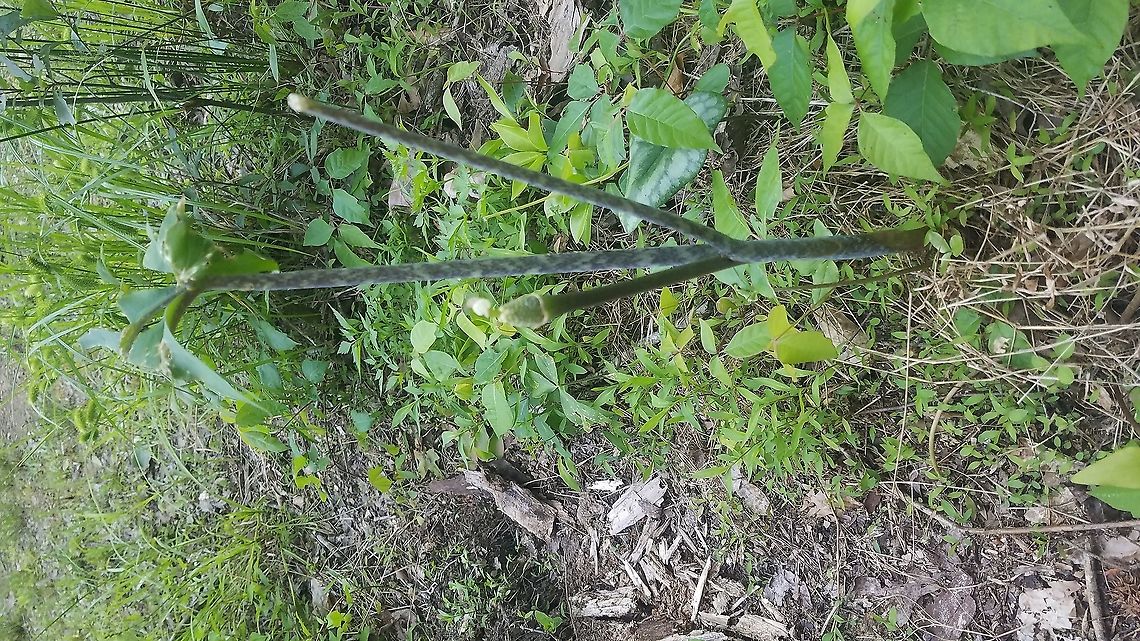 Arisaema triphyllum ssp. quinatum Five-leaved jack-in-the-pulpit. The stems resemble snake skin.  Awesome.<br />
<br />
Fayette County, Alabama Arisaema triphyllum,Jack-in-the-pulpit,jack-in-the-pulpit
