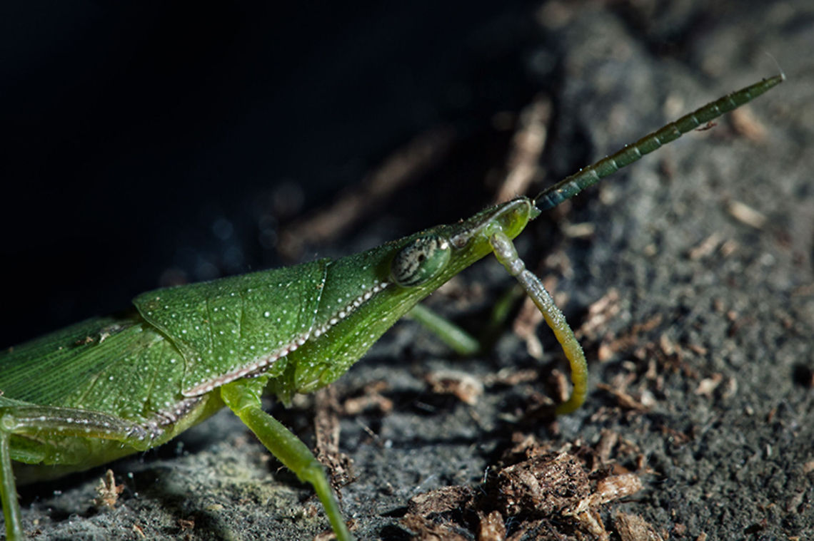 Grasshopper Acrida Cinerea Antennata - Japanese Grasshopper  Acrida cinerea,Chinese grasshopper,Geotagged,Grasshopper,Japan,Macro