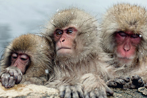 Japanese Snow Monkeys Monkeys hanging out in their Japanese hot spring, Nagano, Japan. Geotagged,Japan,Japanese Monkey,Japanese macaque,Jigokudani,Macaca fuscata,Monkey,Nagano