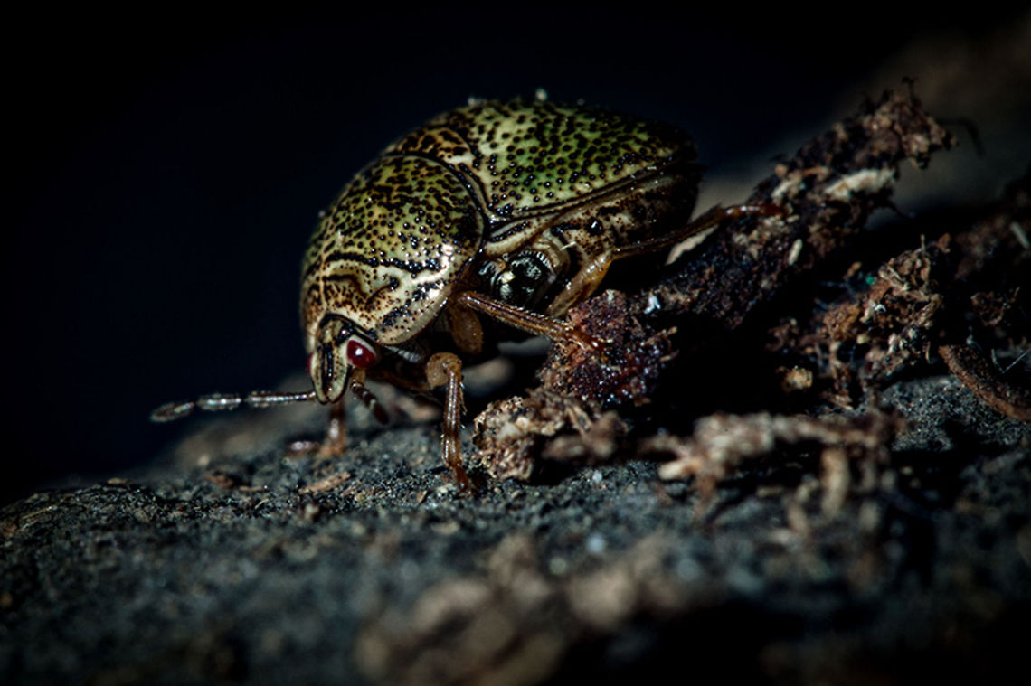 Japanese Beetle  Japan,Macro