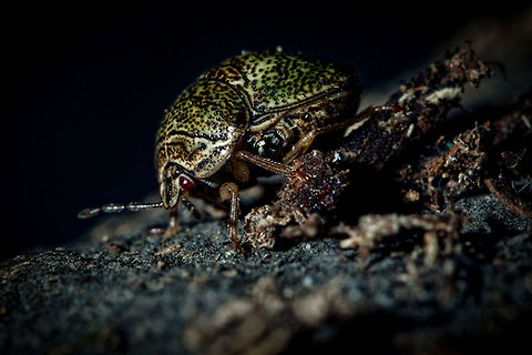 Japanese Beetle  Japan,Macro
