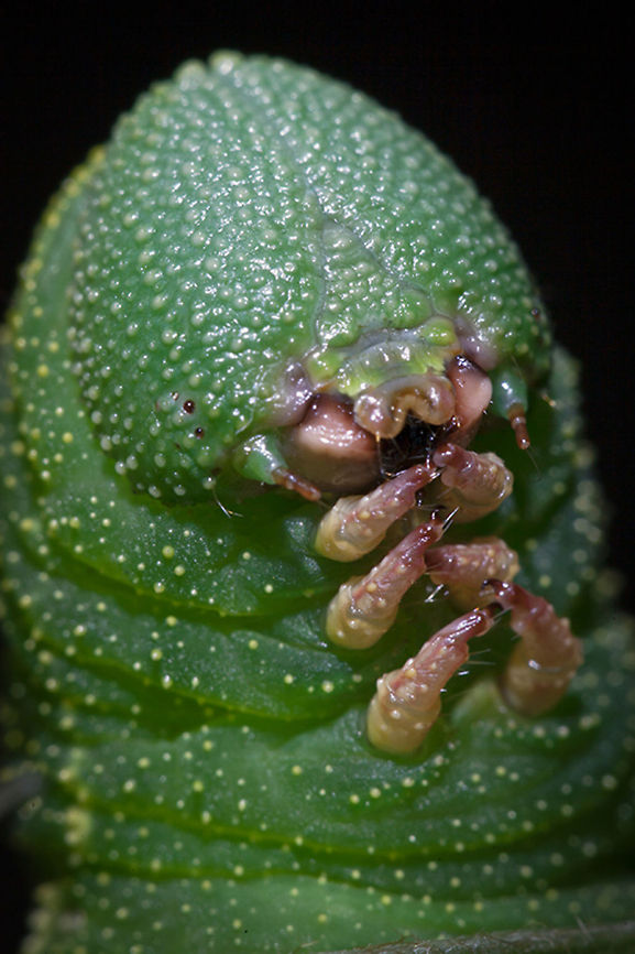 Caterpillar Macro shot of a Japanese caterpillar.  Caterpillar,Geotagged,Japan,Macro