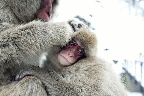 Japanese Snow Monkeys Japanese Monkeys at the monkey hot spring in Jigokudani, Nagano.  Geotagged,Japan,Japanese Monkey,Japanese macaque,Jigokudani,Macaca fuscata,Monkey,Nagano