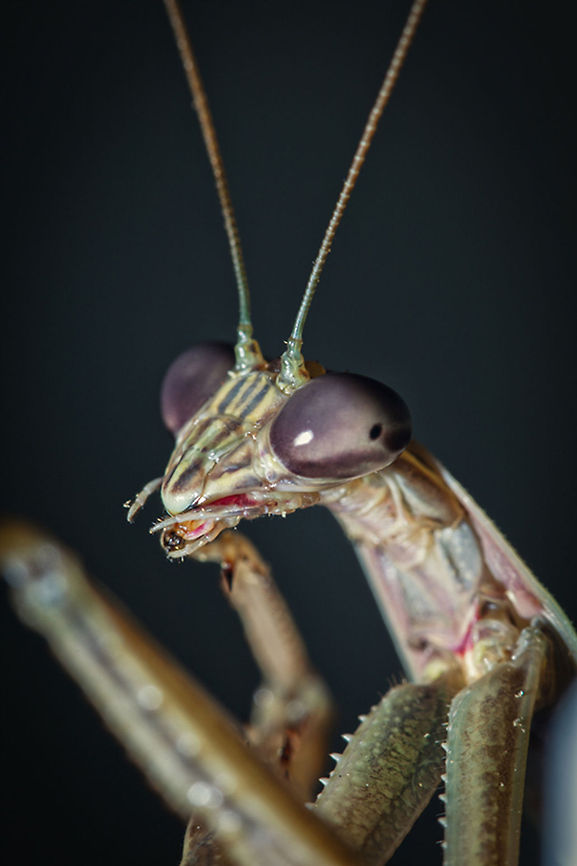 Kamakiri Macro shot of a Japanese praying mantis. Geotagged,Japan,Tenodera aridifolia,praying mantis